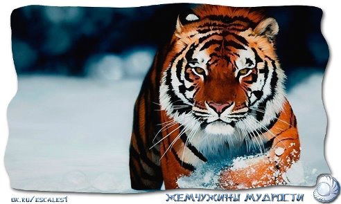 Эдуард Кустов