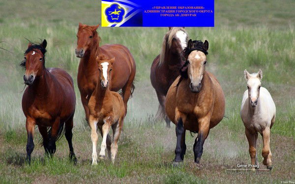 Образование Ак-Довурак