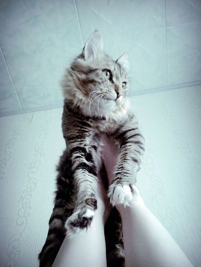 Кексик Кексикович