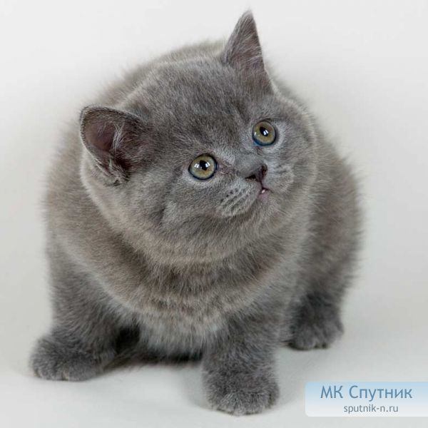 Илья Аладьин