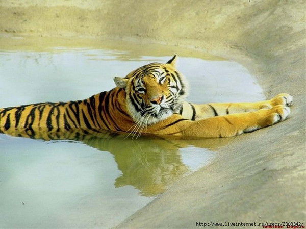 Юрий Махниборода