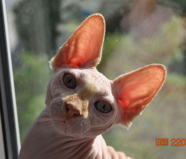 Юпитер. Юпитер