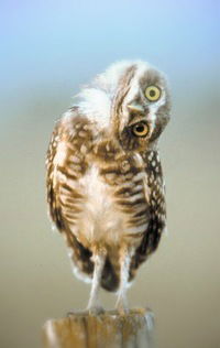 Оля Голубева