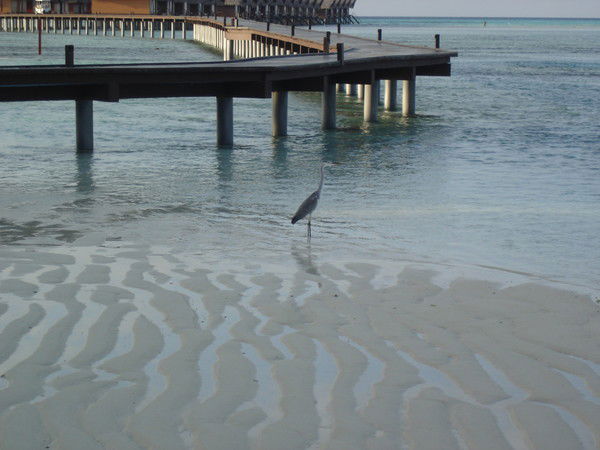 Ирина Романова