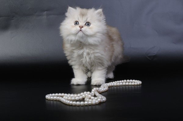 Ковалевская Елена