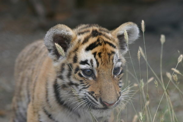 Александр Копылов