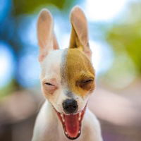 Есил Едилов