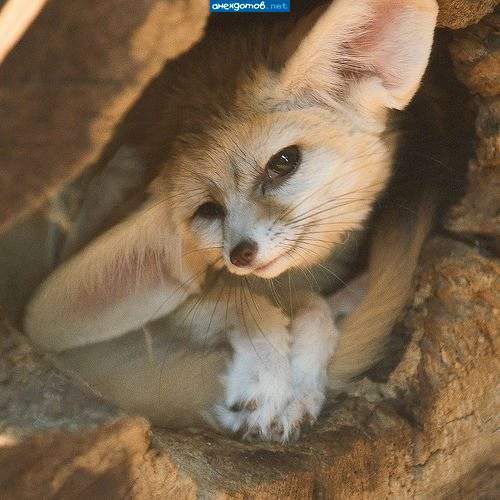 Ольга Вострикова