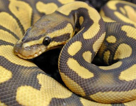 Андрей Волков