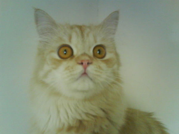 Инна Кудрявцева