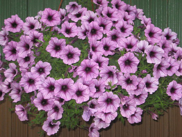 Александр Зайко