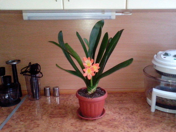 Татьяна Шляхтова