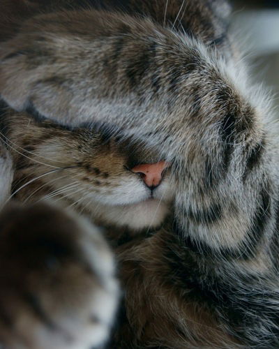 Зарина Вельтман