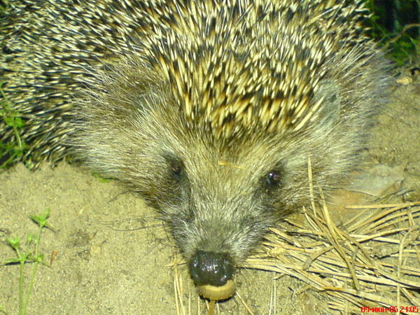 Матвей Бекетов