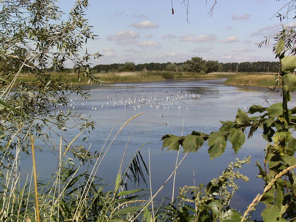 Владимир Чигирь