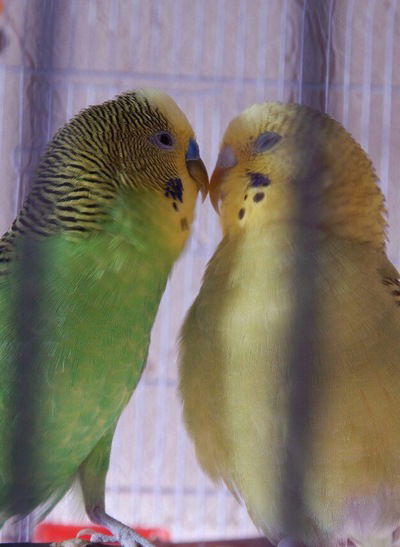 Полина Морозова