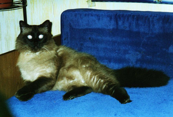 Елена Сурина