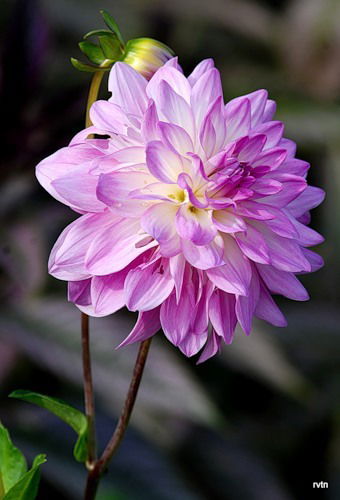 Лейсан Зарипова