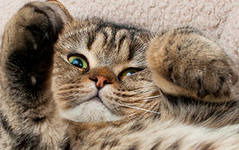 Марина Афанасьева