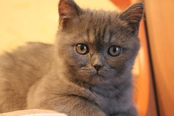 Елена Токарева