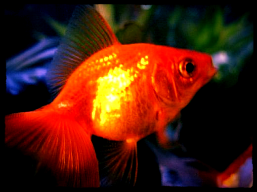 Виктория .......