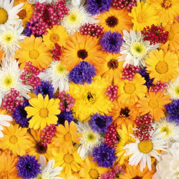 Олеся Бывшева