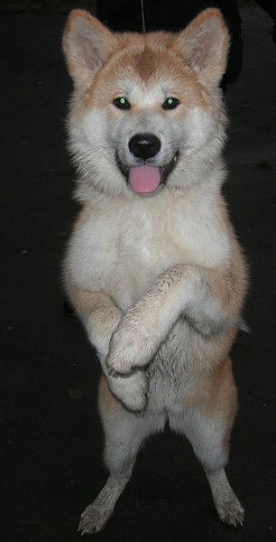 Мишаня Котляренко