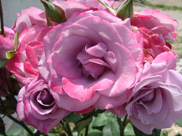 Валентина Глебова