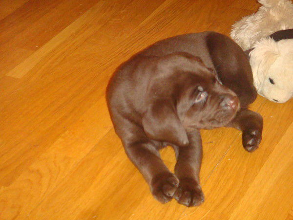 Виктор Бондарчук