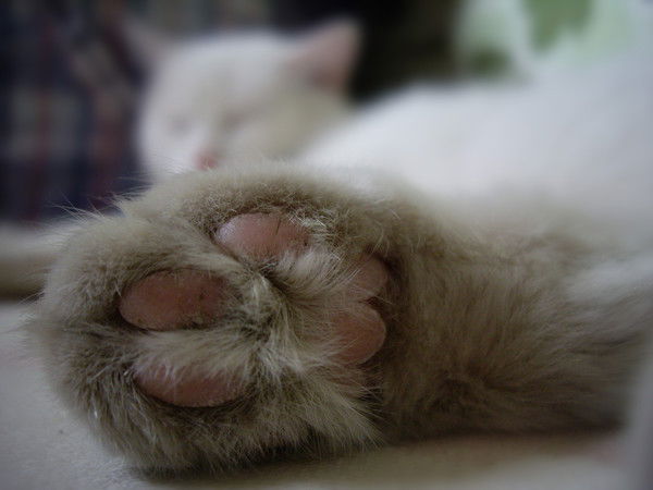 Фэйк Фантомный