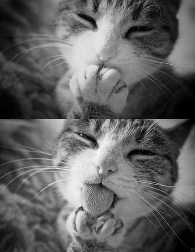 Дима Ерохин