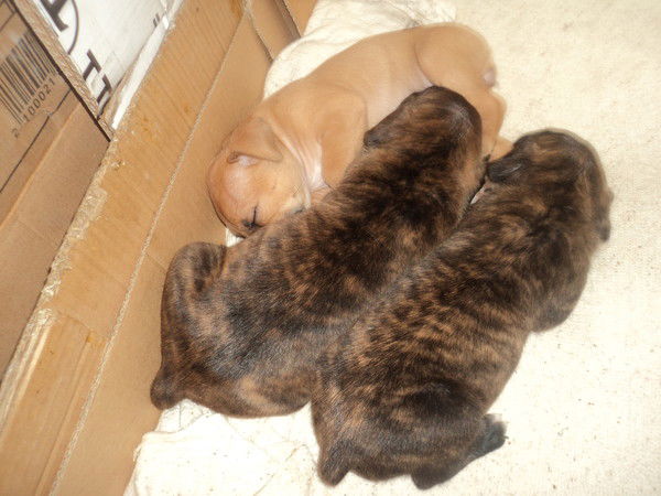 Наталья Долгова