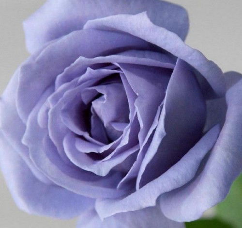 Талия Сафина