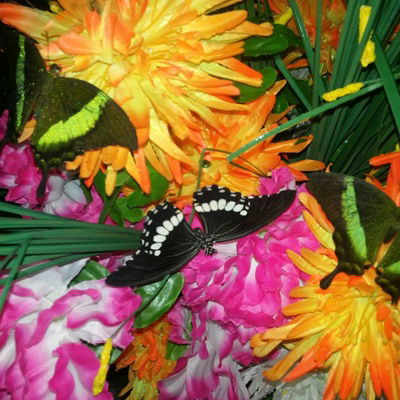 Анастасия Кожуховская