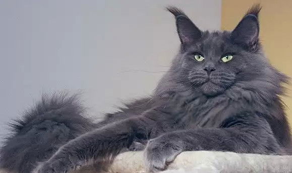 Соболев Роман