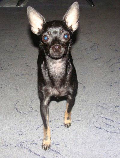 Анастасия Щекочихина