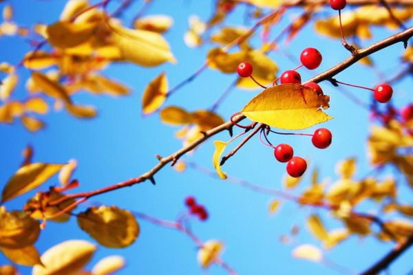 Екатерина Дедкова