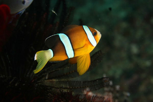 Нонна Макив