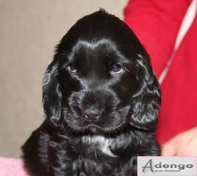 Эльвира Синькова (Шайдул