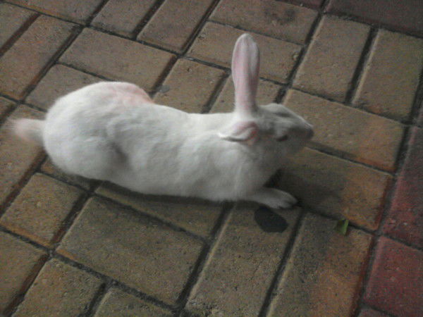 Самая Самая