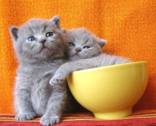 Роман Пашенькин