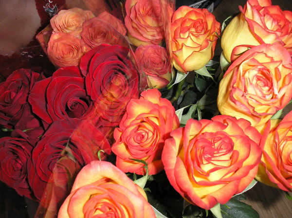 Светлана Ниц