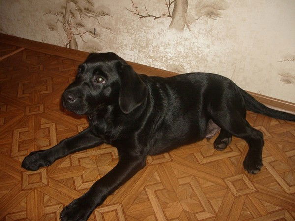 Nadezda,valeri Bodrjakovy