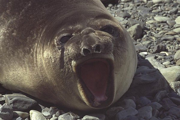 Сергей Фирсов