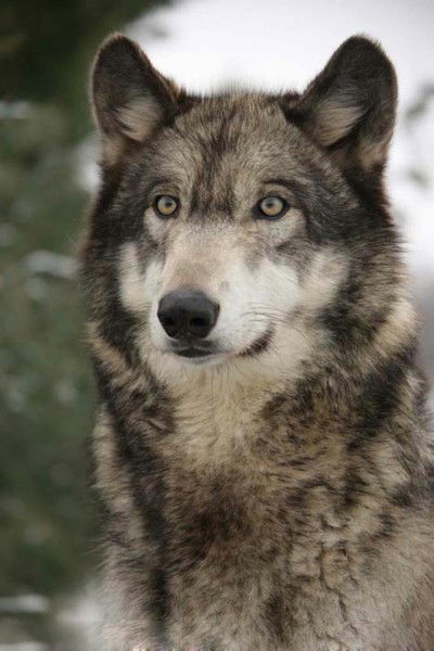 Руслан Подольский