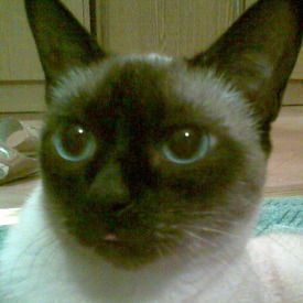 Вероника Назаретская