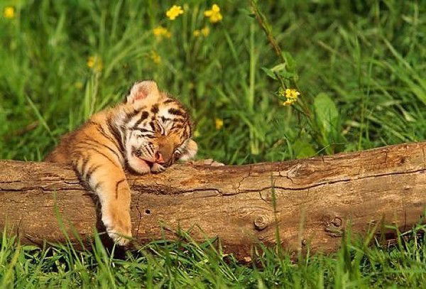 Елена Ефремова