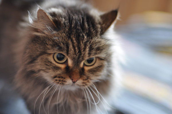 Виктор Ефимов