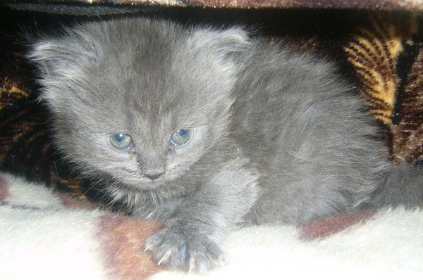 Тиана Самсонова