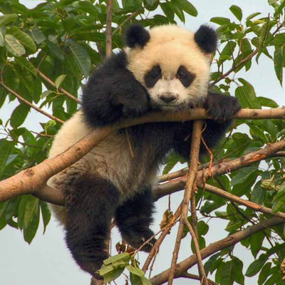 Алина Грищенко